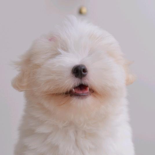 笨笨的棉花