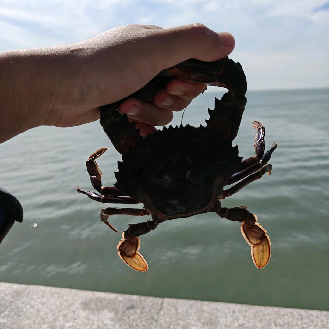 日照螃蟹主理人