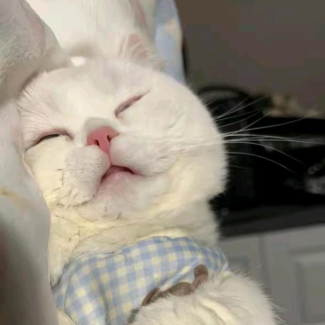 一条肥鲶鱼