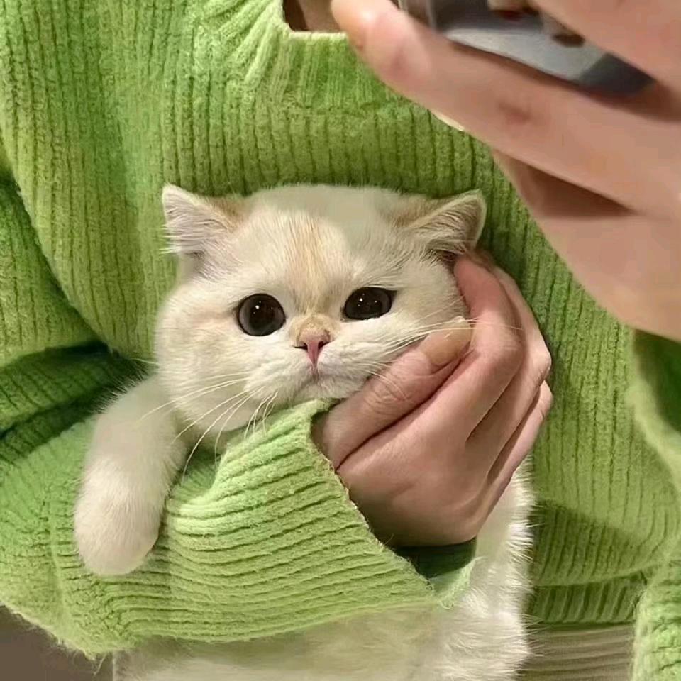 我才不是puppy嘞