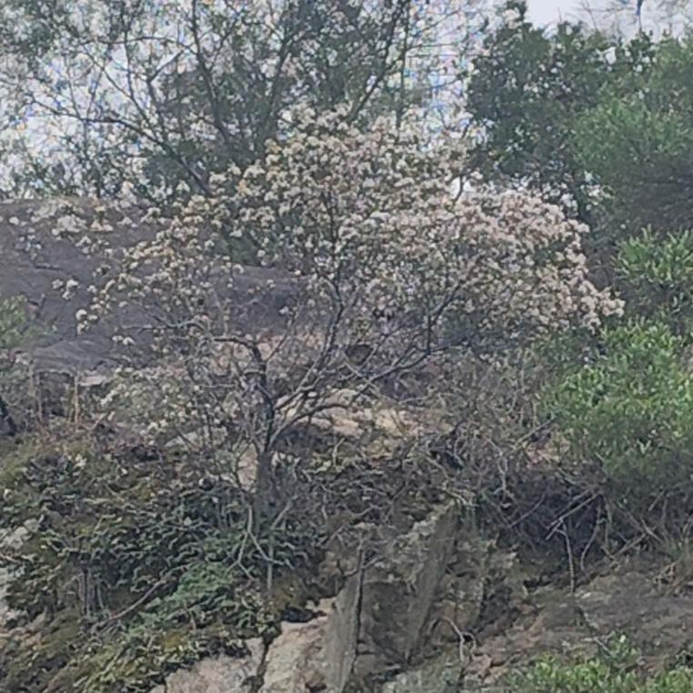 春花🌸溪流鱼🐟