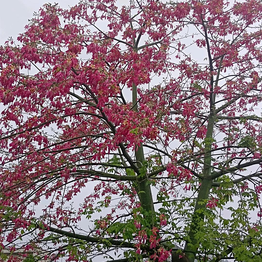 树叶不是一天黄，人❤不是一天凉