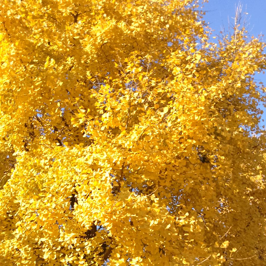 👿爱唱歌的果国👿