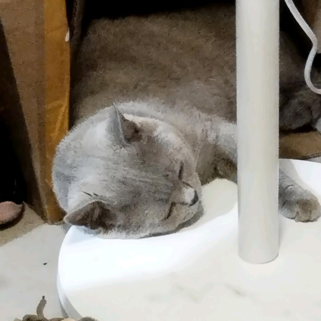 骑士yy大王