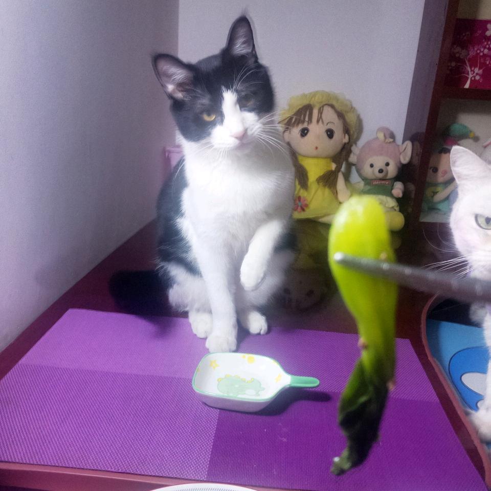 (崽崽、崽弟)🐱饭搭子