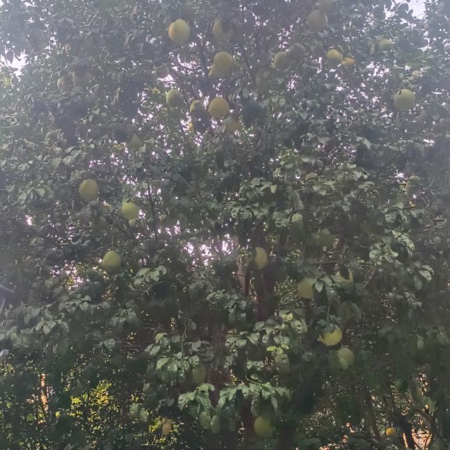 阿香姐好物