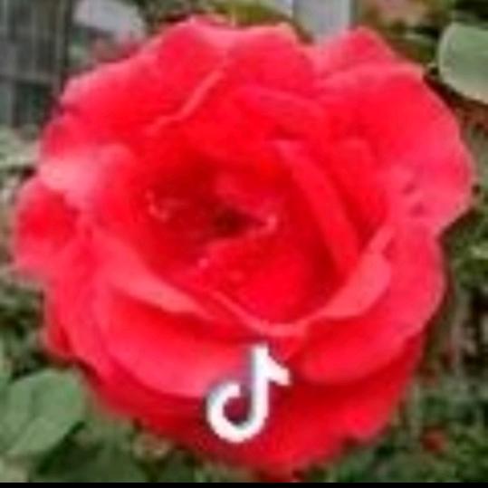 芳芳