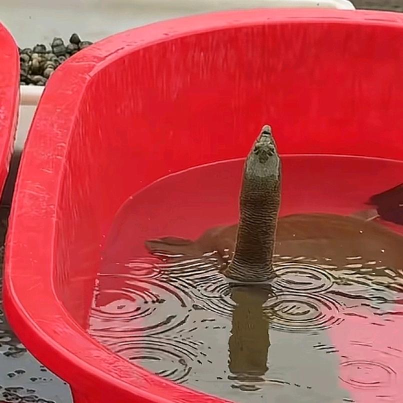 还没想好