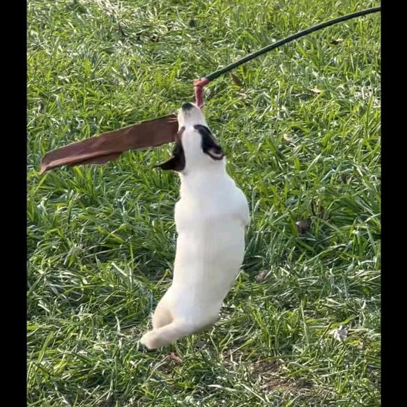 小李杰克罗素梗犬舍