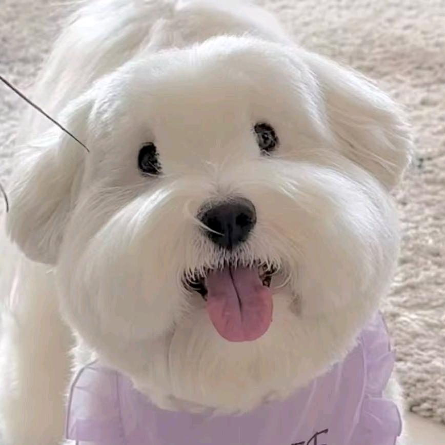 莱克奢宠<<棉花面纱犬>>