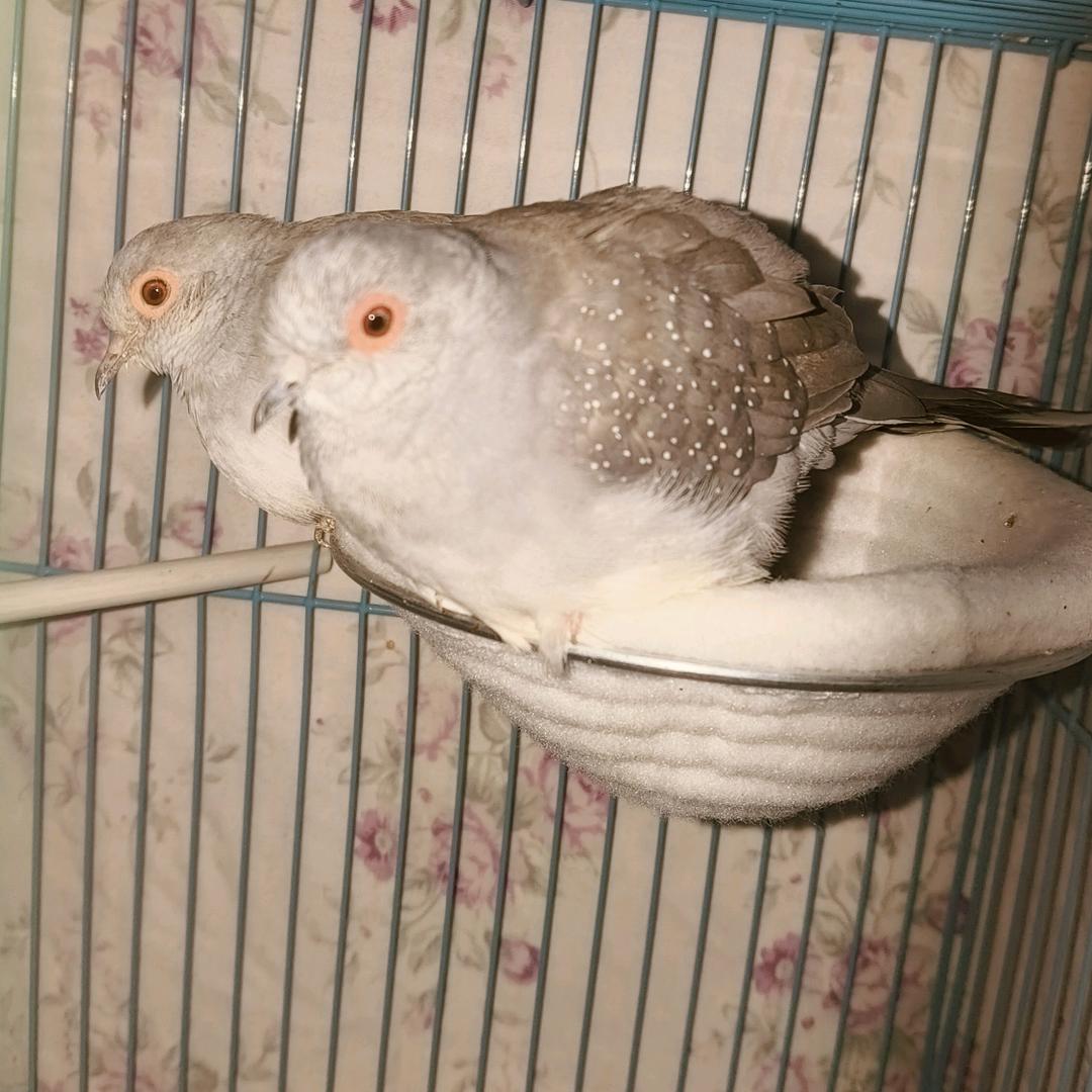 旺旺雪鸽