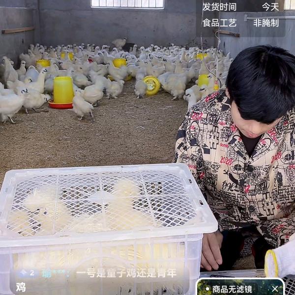 牧山林嘉行原种泰和乌鸡