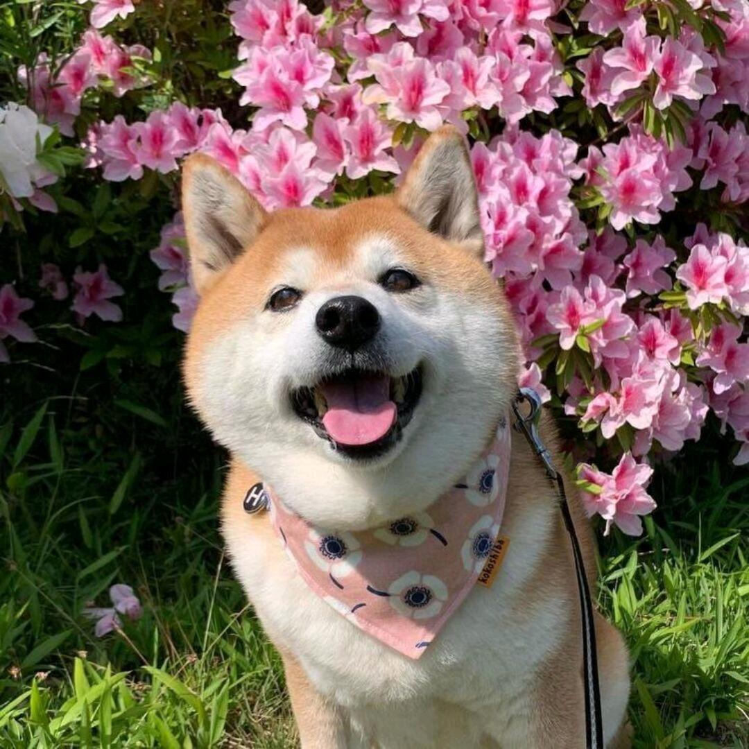 讨好