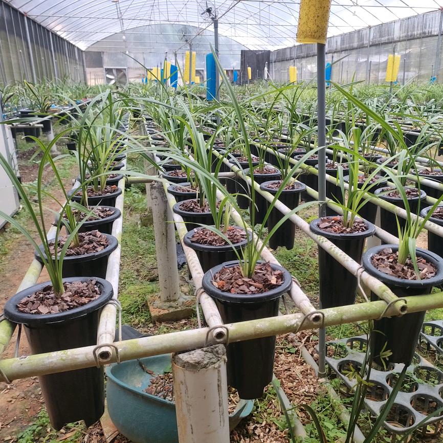 小刘花业