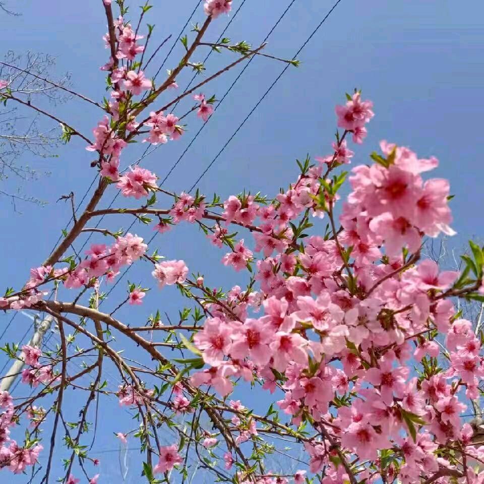降薯苦瓜