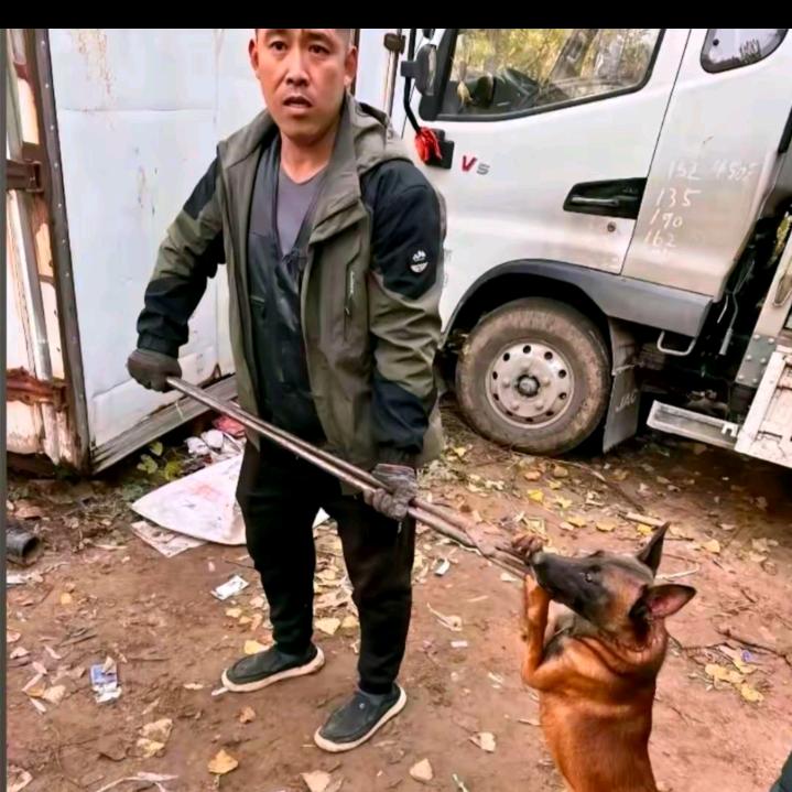 AAA专业套狗（全国可套）