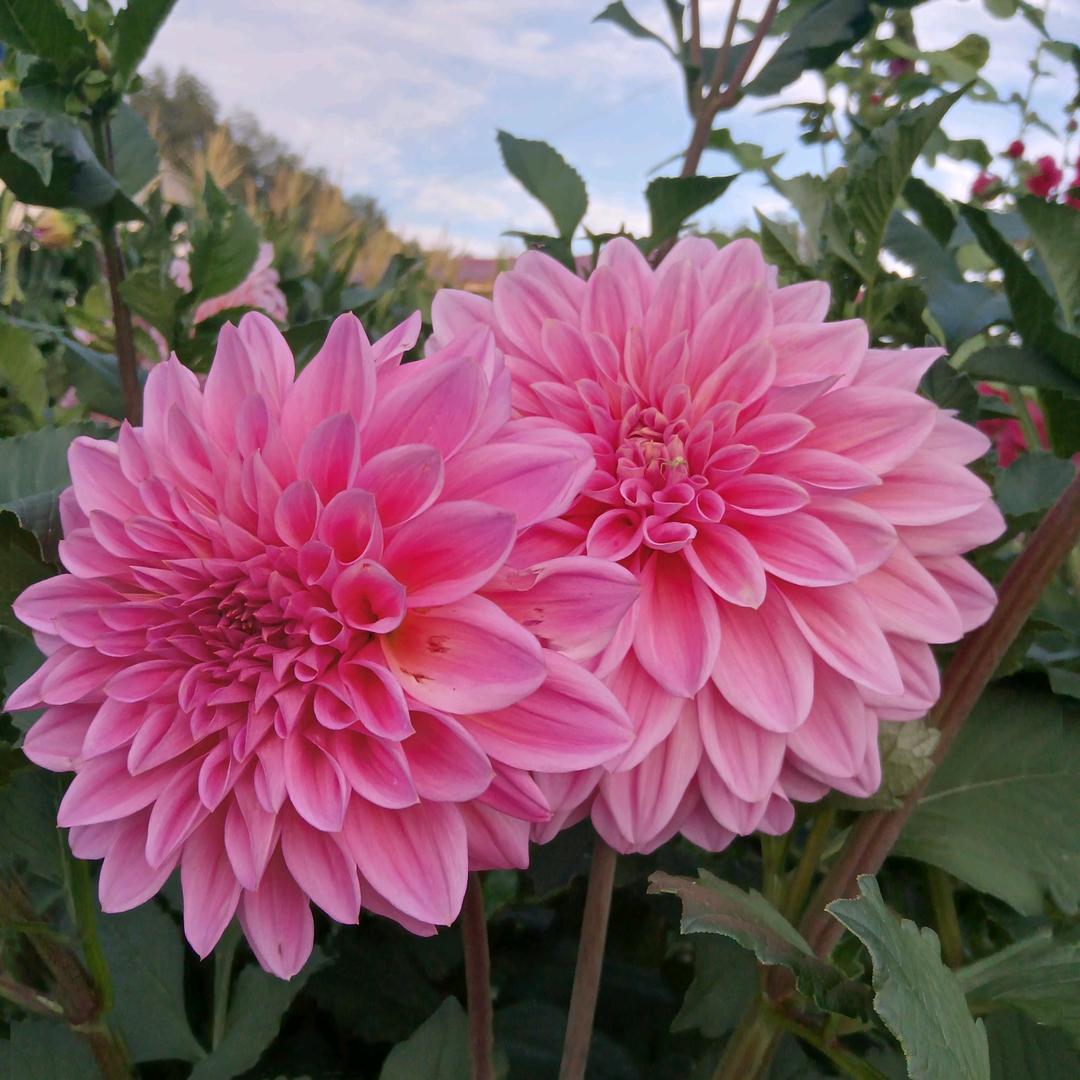 花姐（拒绝私聊）