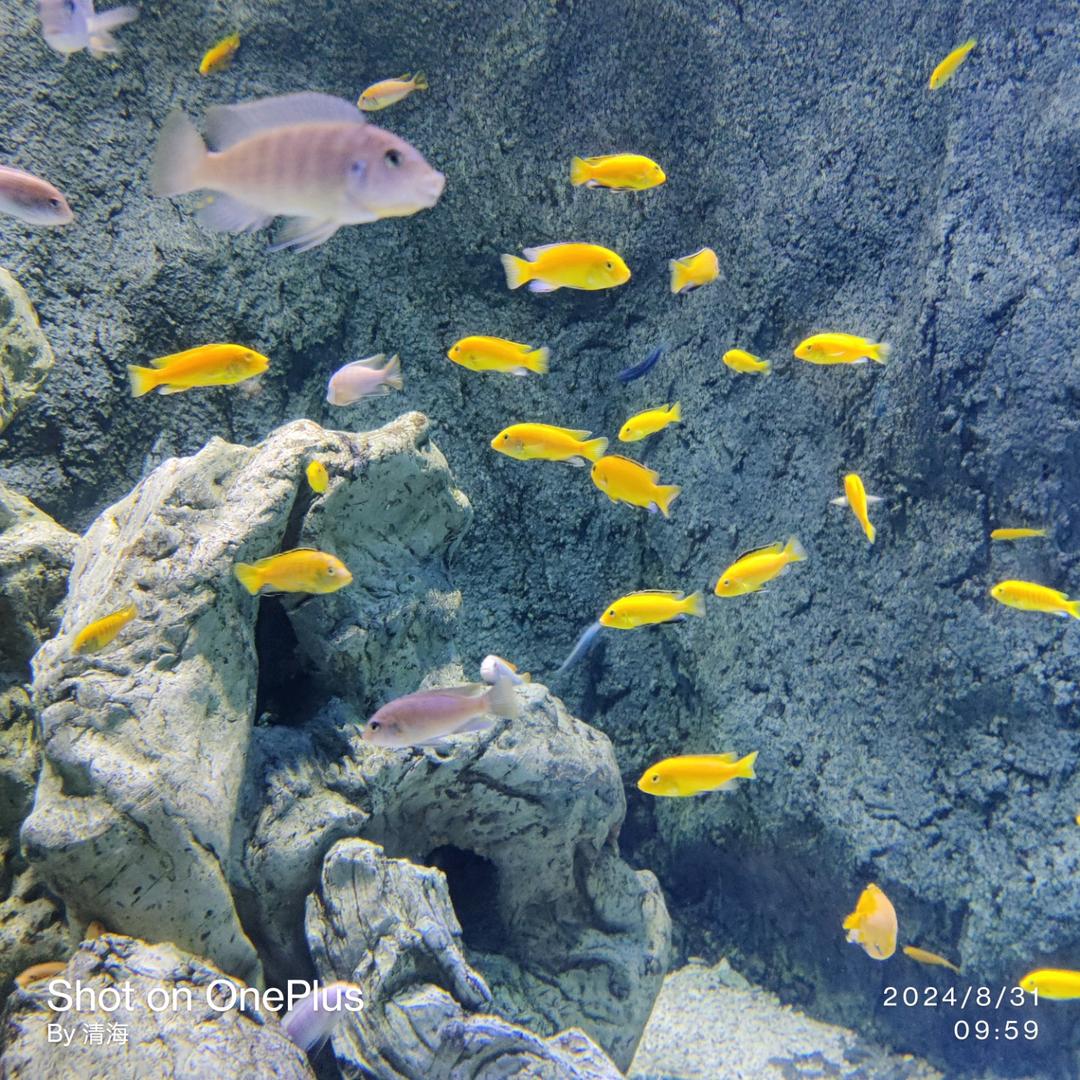 清海吉祥