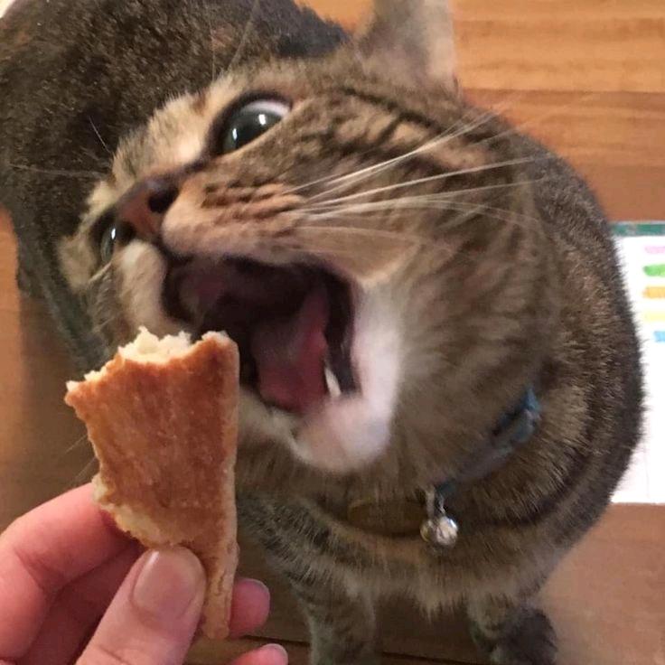 一嘴小猫味