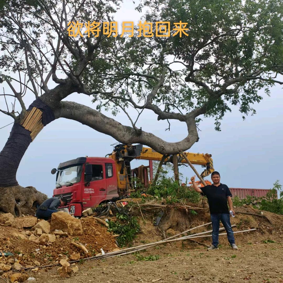 《古灵精怪》的树，梦寐以求·