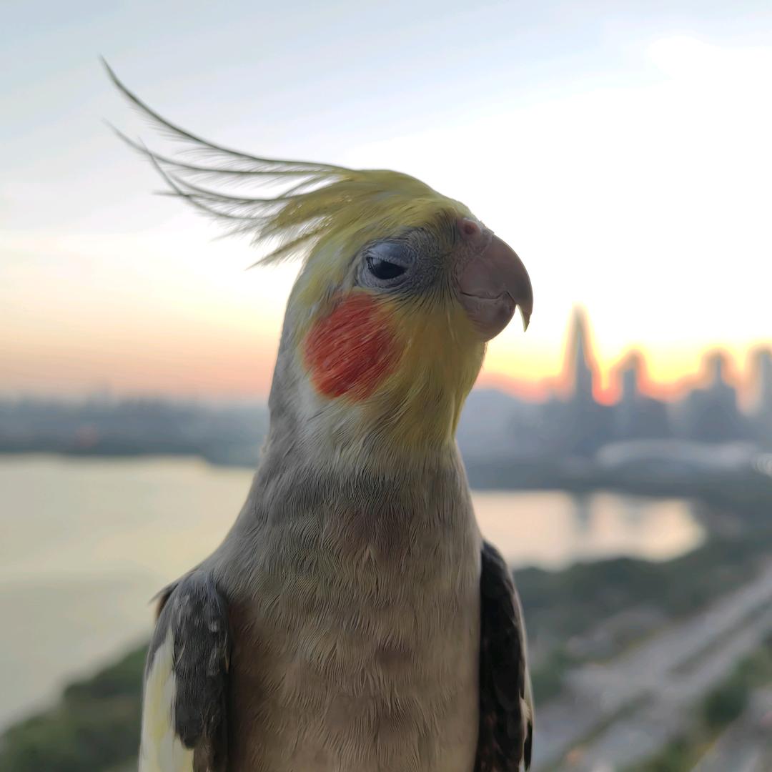 心露的小动物们