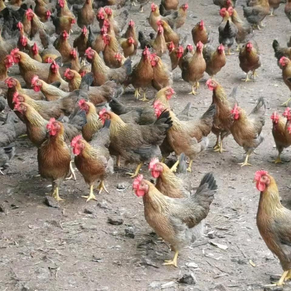 凤缘鸡苗批发-胡飞洋