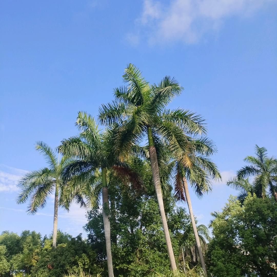 不羁的风