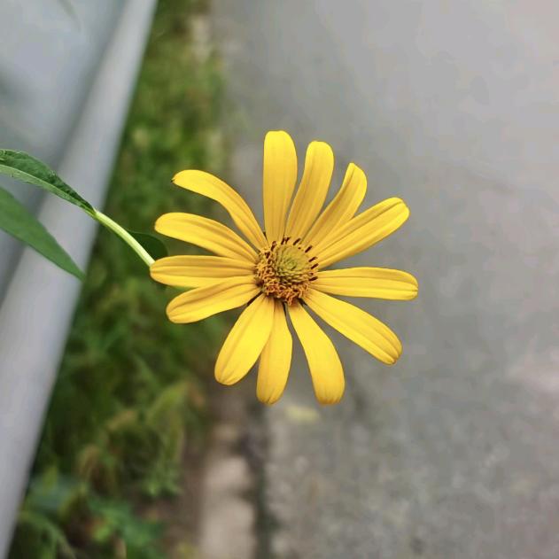 佩佩精品水果🍓