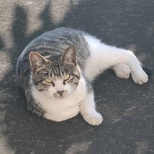 狸花猫
