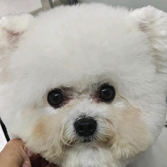 小兔子是只比熊