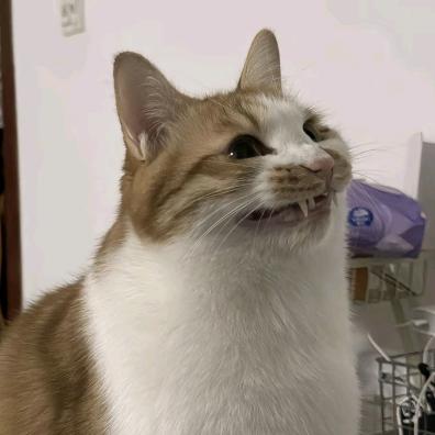 飞飞