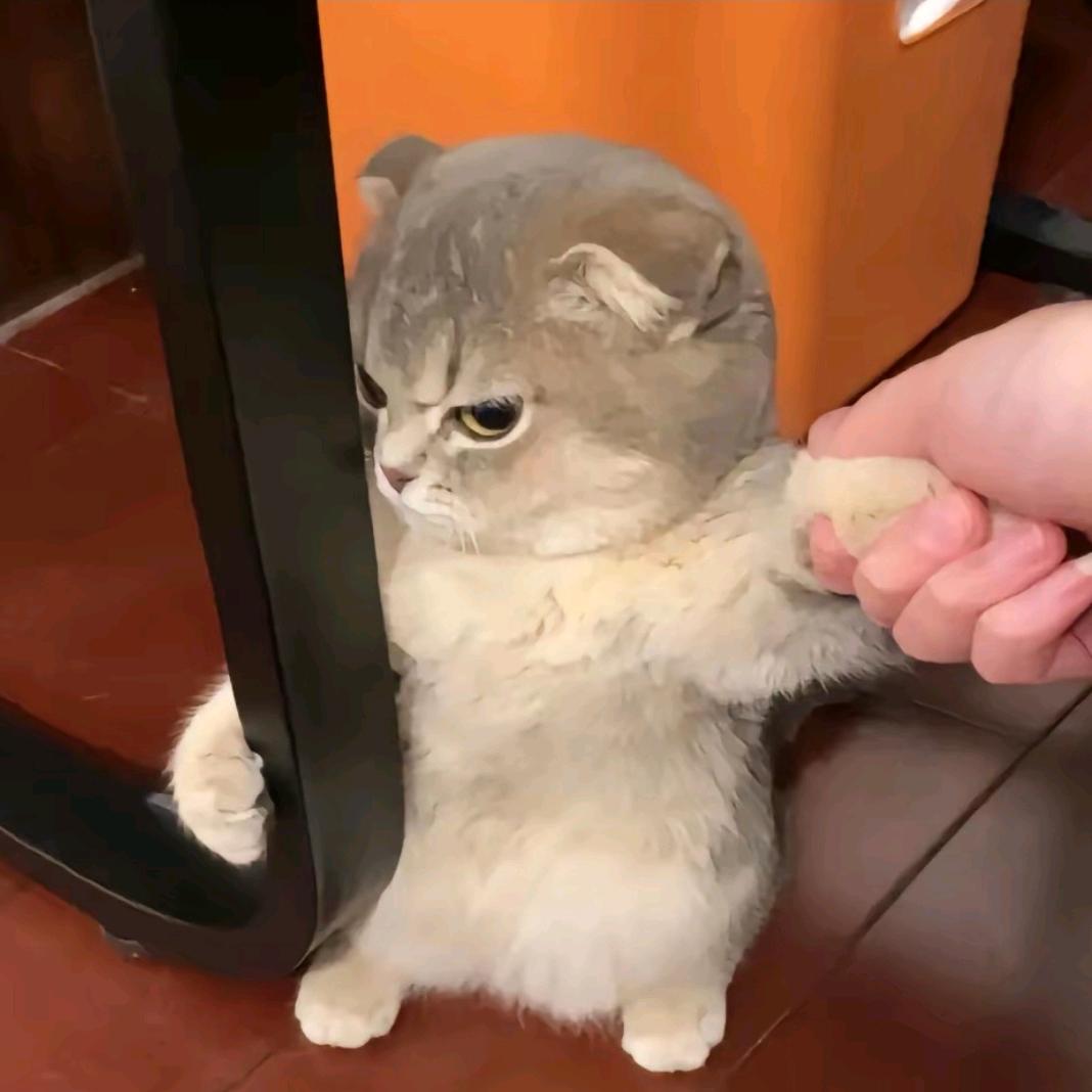 不想加班（发疯版）