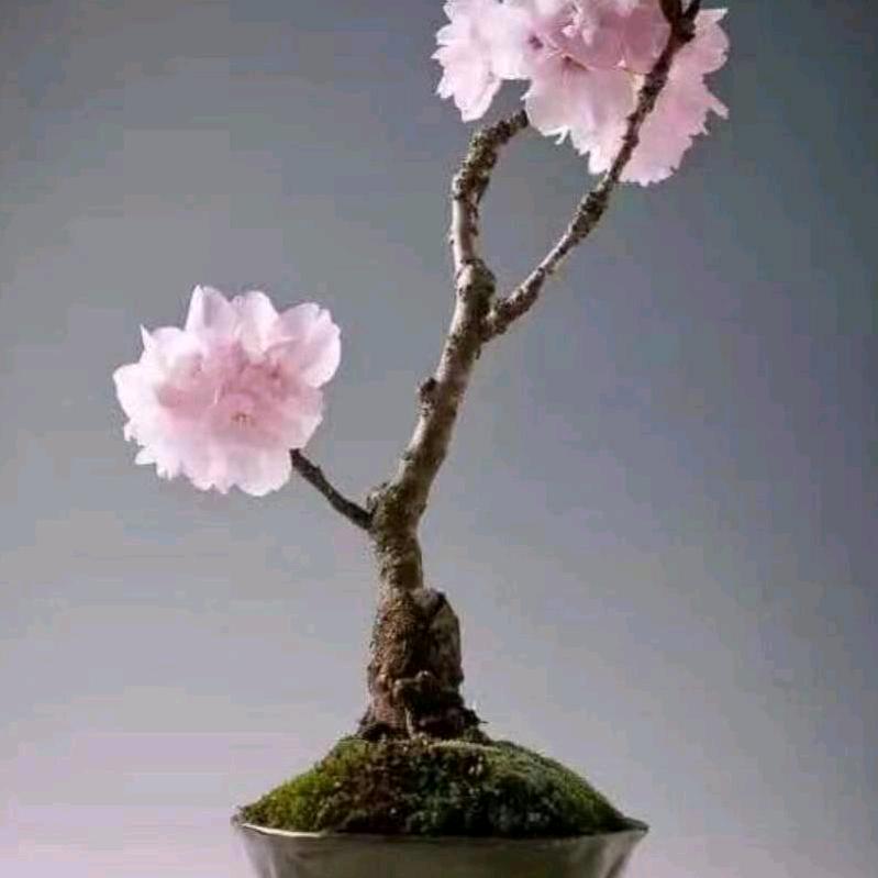 岁月流逝与梦同行