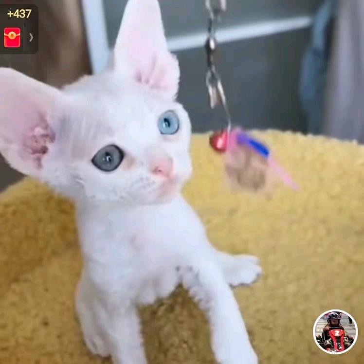 德文小猫