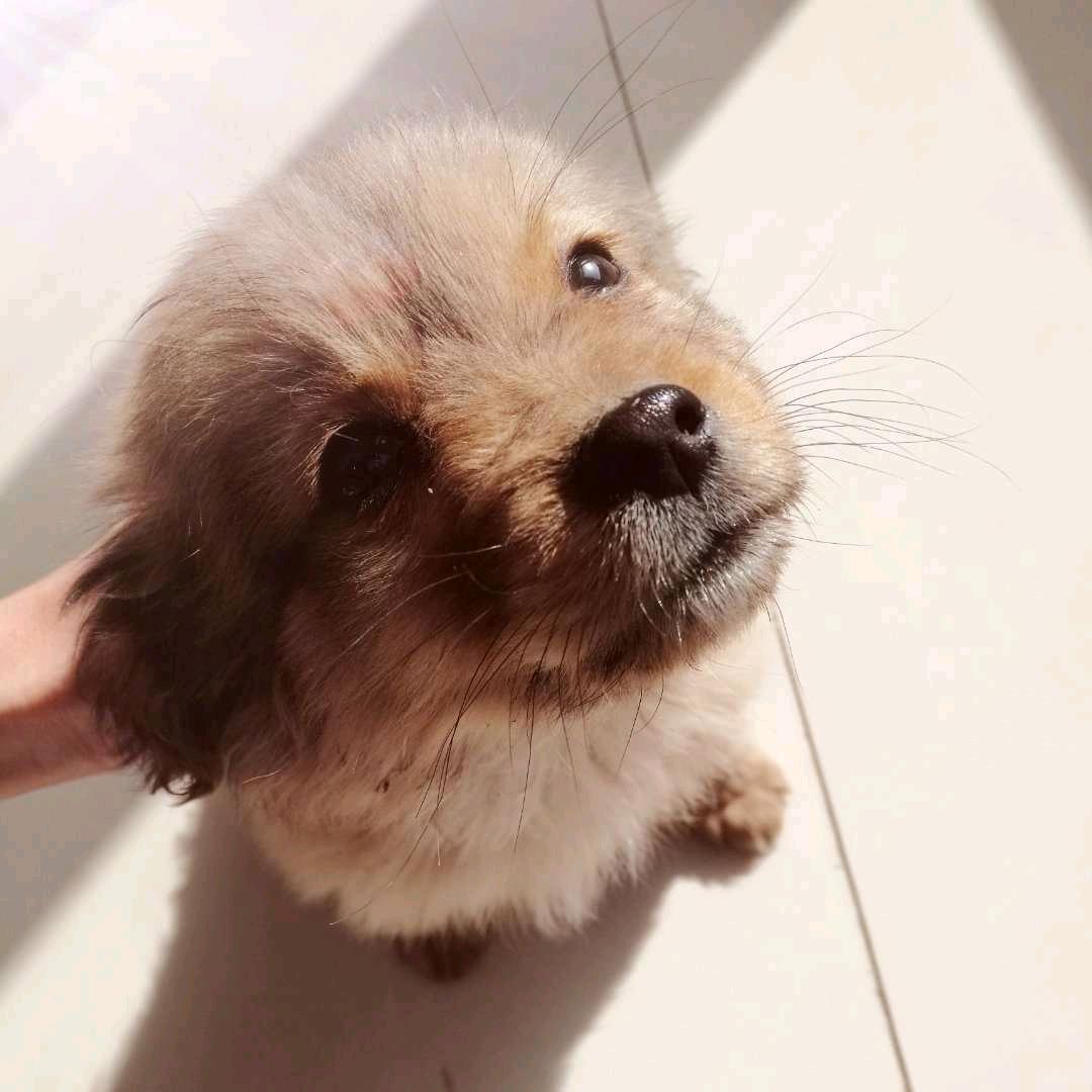 连吃七天七夜火锅
