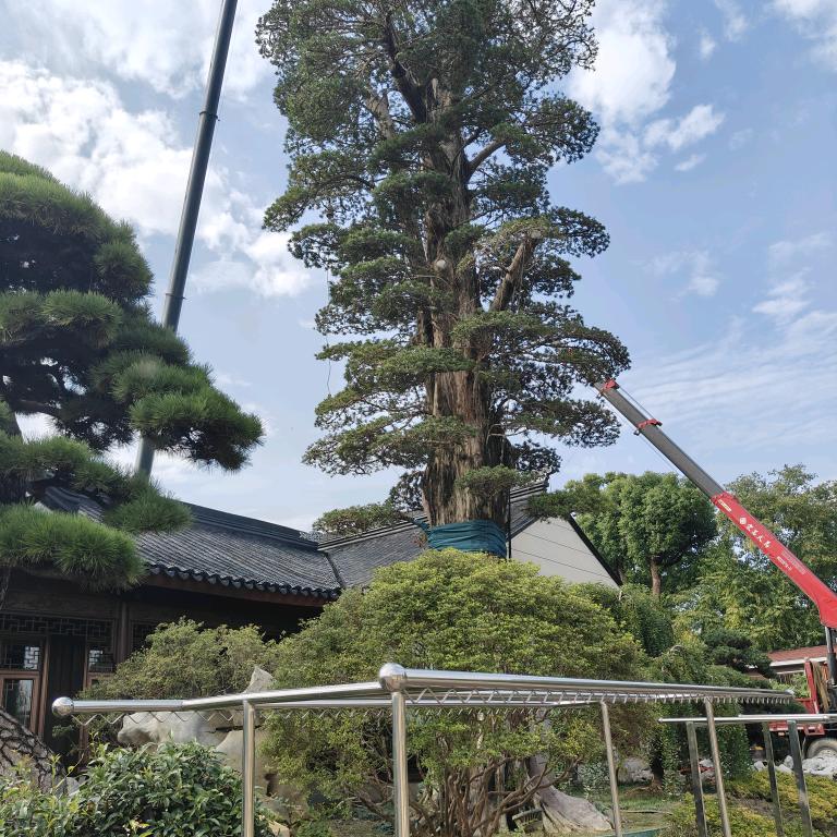 红蜻蜓