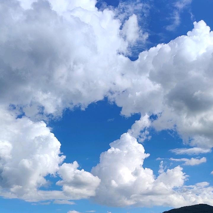 常青藤