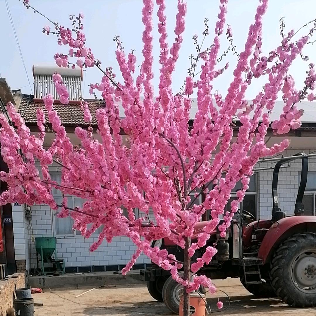 一棵梨花压海棠