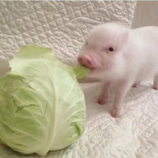 萌许王