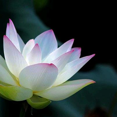 晋州白荷针织创意屋