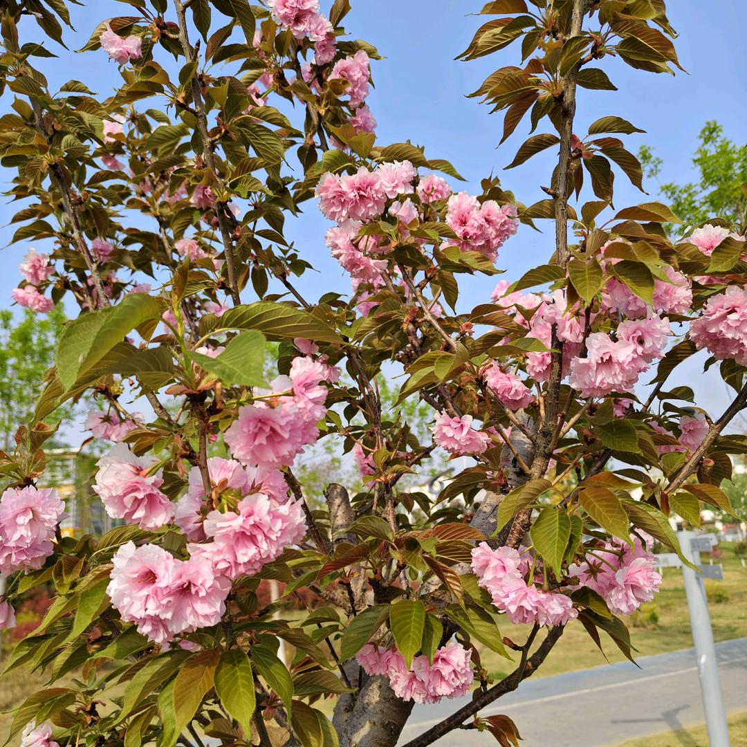 古❤️❤️月🌹🌹胡🎤