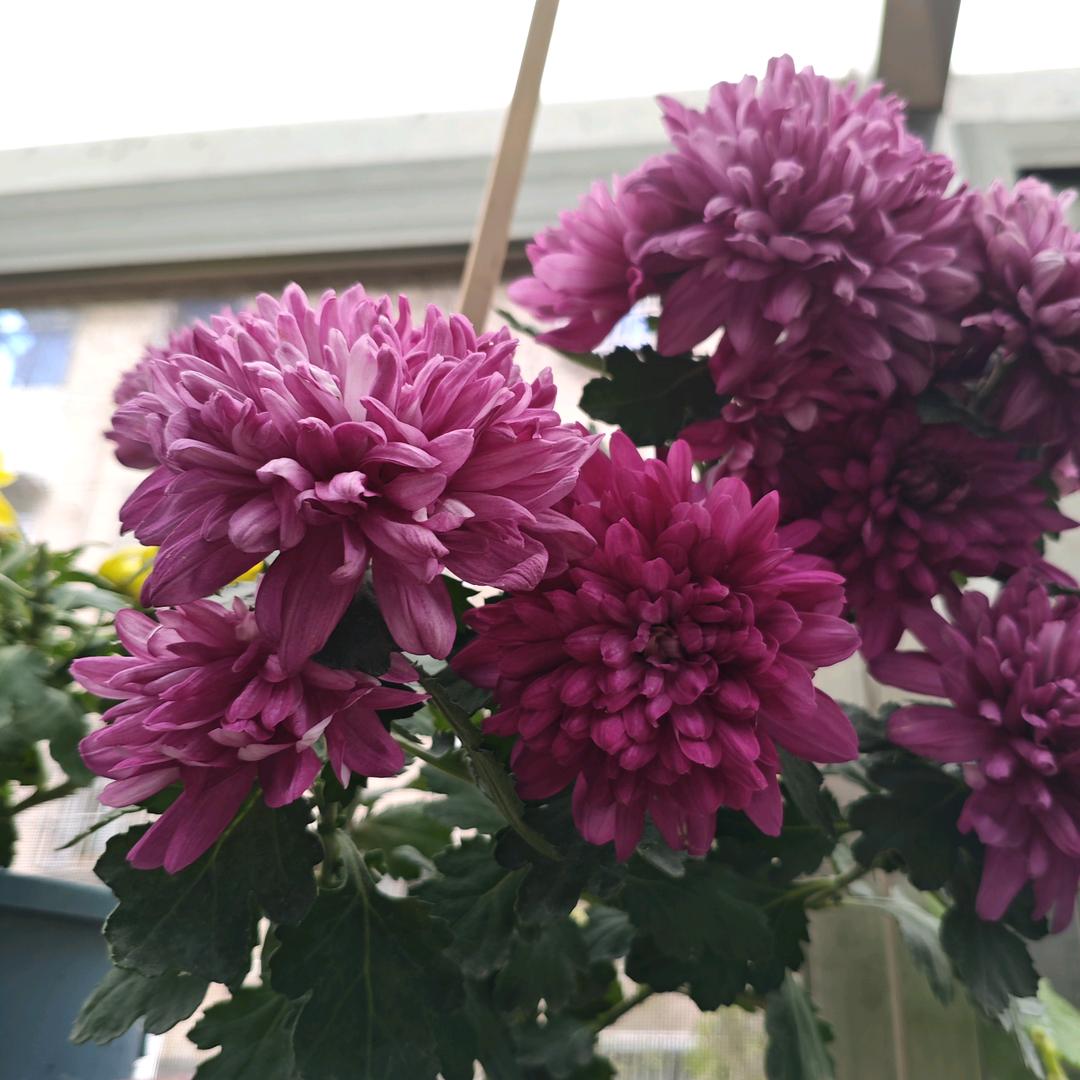 蝶园路（记录^日常）