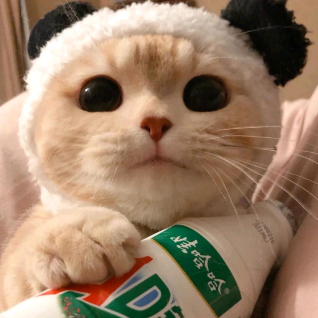 李特特