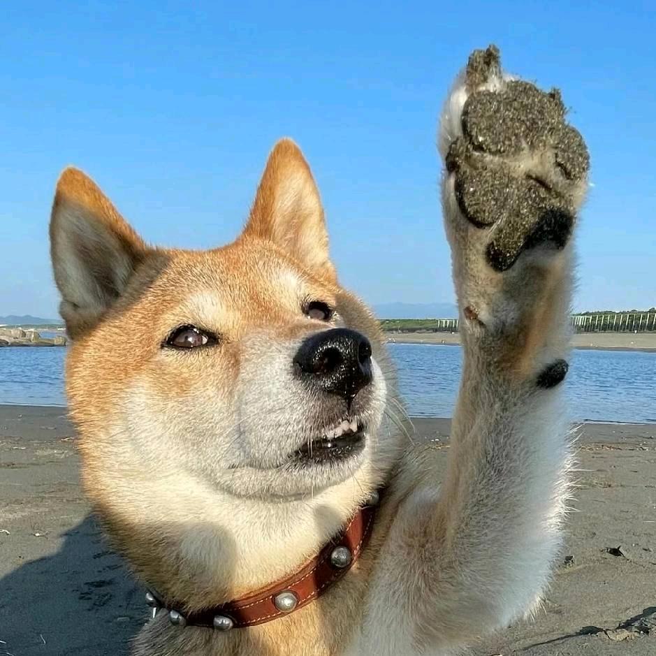 拴了个Q