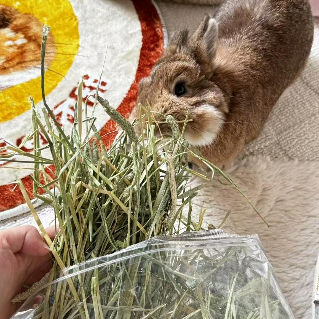 兔兔那么可爱吖