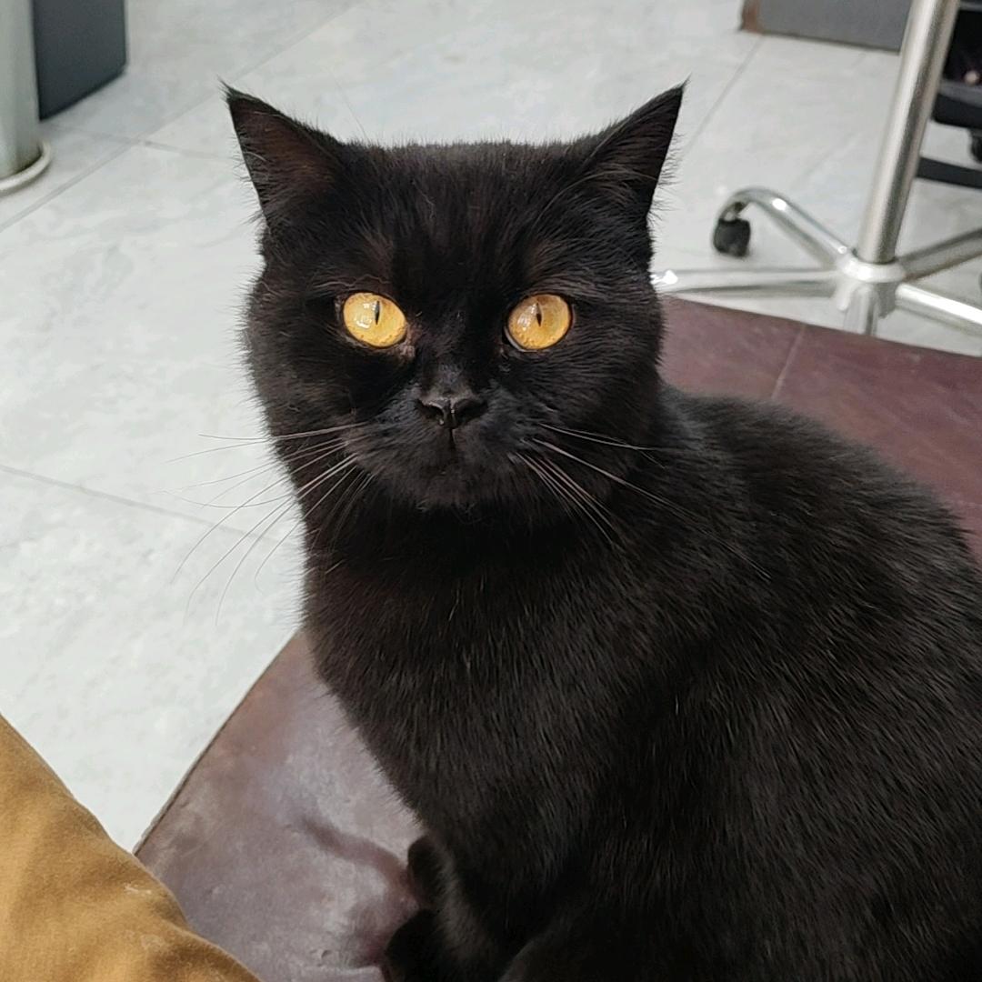 顽皮的猫