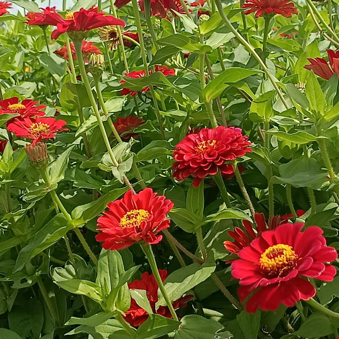 阿珍的饮料补给站