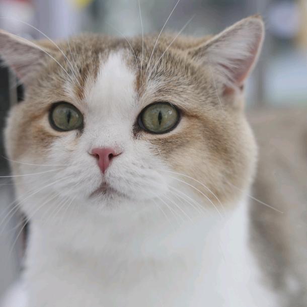 路飞是一个摄影师啊