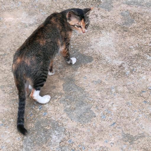 野猫