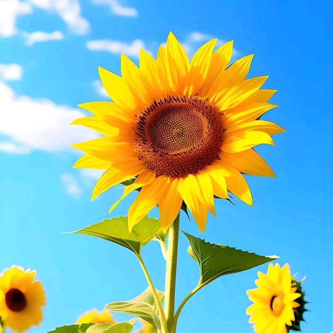 ⁽⁽ଘ随风💕顺水₆₆₆࿐